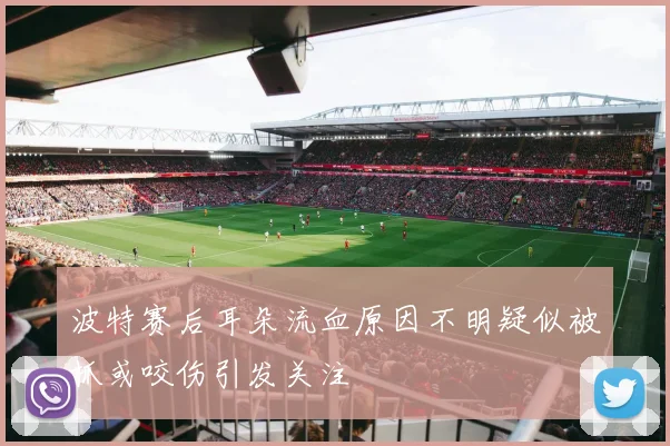 波特赛后耳朵流血原因不明疑似被抓或咬伤引发关注